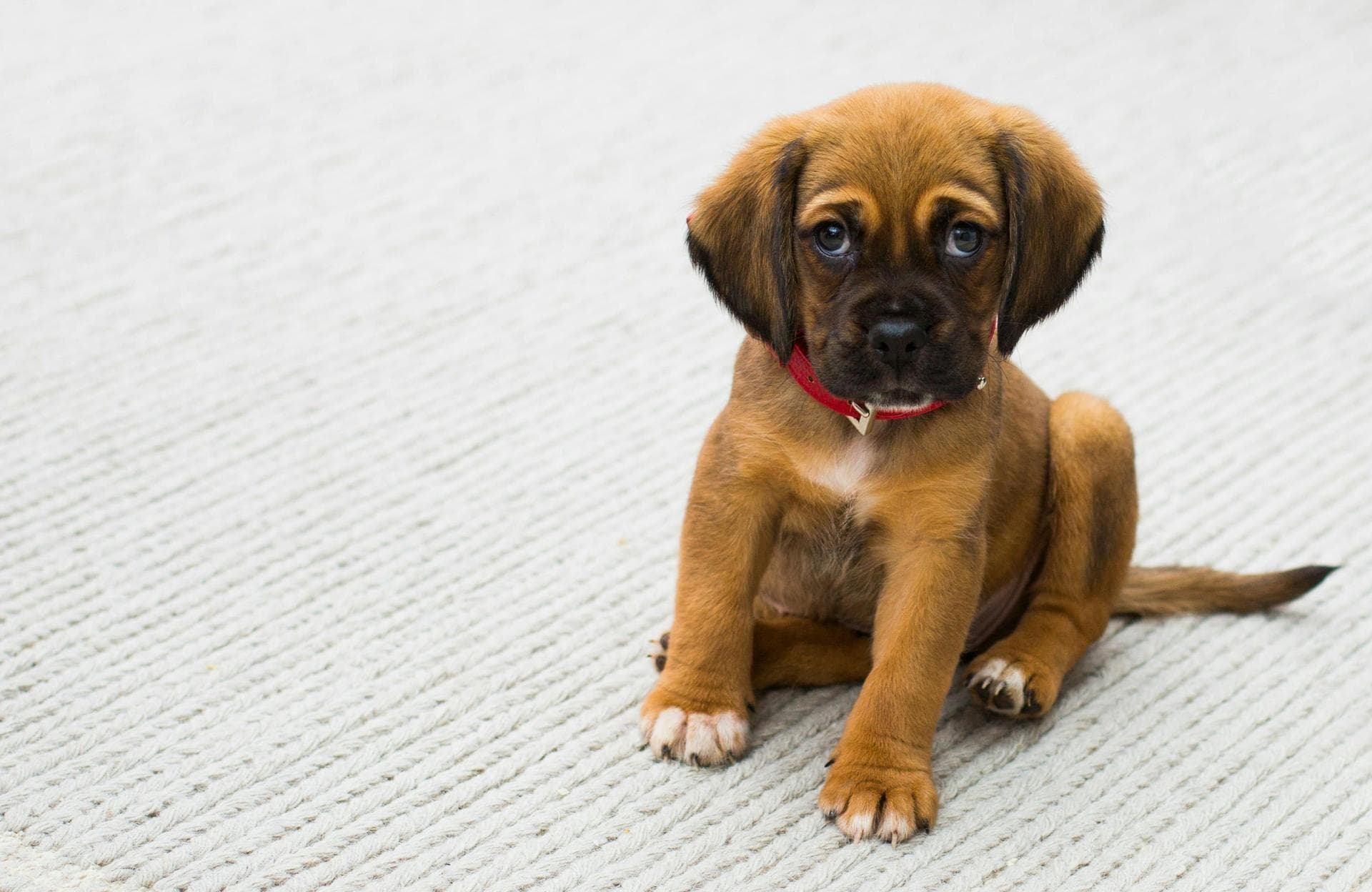 Specialist Vets in Troy